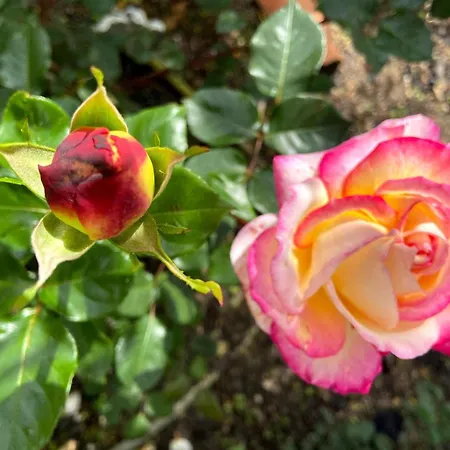 Visitar-bioucas-ii-al-q-casa-tradicional-familiar-rnal-30294-al Souto (Santarem)