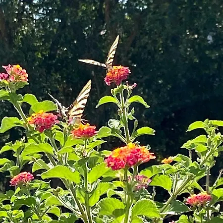 Casa vacanze Visitar-bioucas-ii-al-q-casa-tradicional-familiar-rnal-30294-al Souto (Santarem)