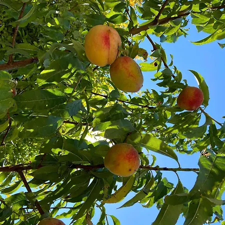 Casa vacanze Visitar-bioucas-ii-al-q-casa-tradicional-familiar-rnal-30294-al Souto (Santarem)