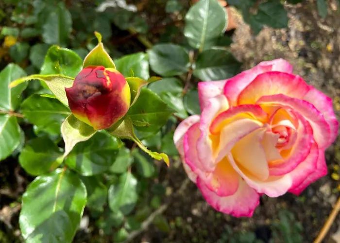 Visitar Bioucas Ii Souto (Santarem)