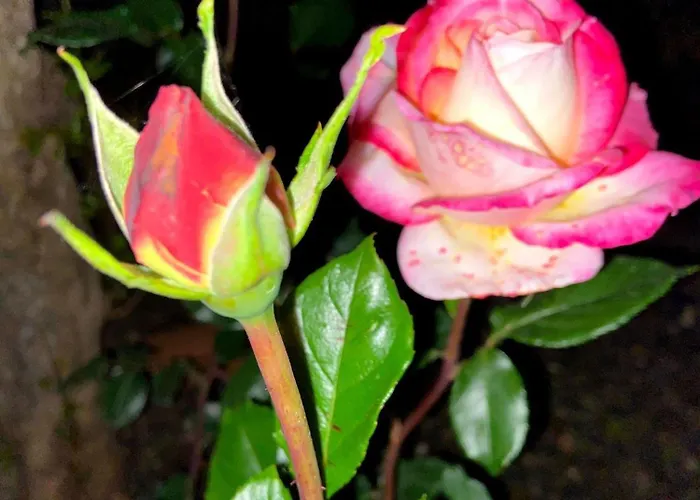 Visitar Bioucas Ii *