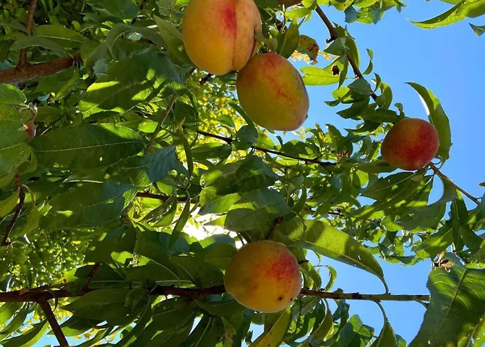 Σπίτι διακοπών Visitar Bioucas Ii Souto (Santarem)